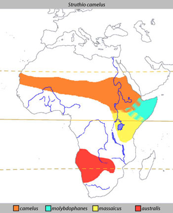 Ostrich Range Map (Africa)