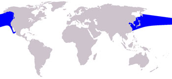 Pacific White-Sided Dolphin Range Map (North Pacific Ocean)