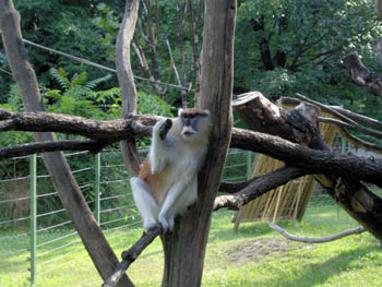 Patas Monkey