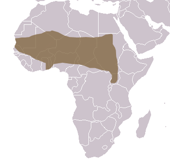 Patas Monkey Range Map (Africa)