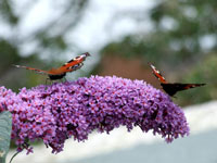 Peacock Butterflies