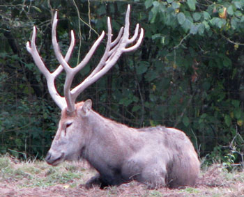 P&egrave;re David's Deer