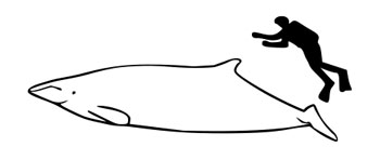 The size of a Perrin's Beaked Whale compared to an average human