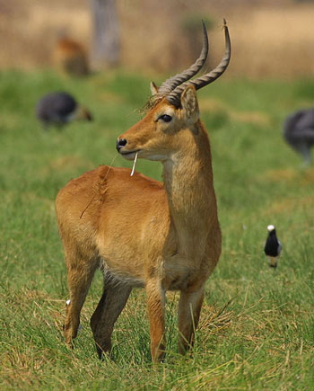 Male Puku