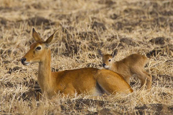 Female Puku and her Fawn