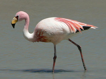 Puna Flamingo