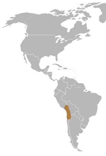 Puna Flamingo Range Map (South America) 