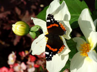 Red Admiral