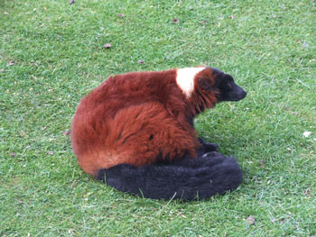Red Ruffed Lemur
