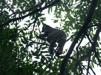 Ring-Tailed Lemur