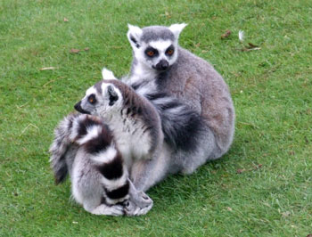 Ring-Tailed Lemurs