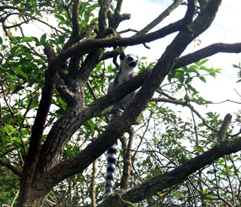 Ring-Tailed Lemur