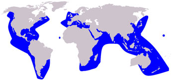 Risso's Dolphin Range Map (Pacific, Atlantic & Indian Oceans, Mediterranean Sea)