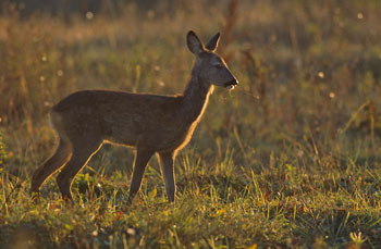 Roe Deer