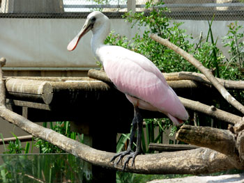 Roseate Spoonbill