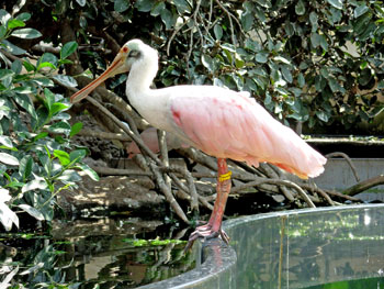Roseate Spoonbill