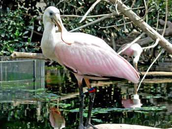 Roseate Spoonbill