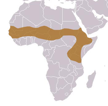 Rüppell's Vulture Range Map (Africa)