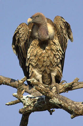 Ruppell's Vulture