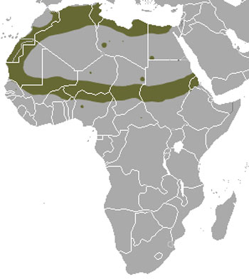 Saharan Striped Polecat Range Map (Africa)