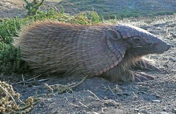 Screaming Hairy Armadillo