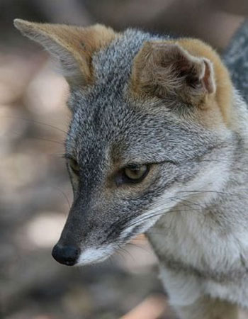Sechuran Fox