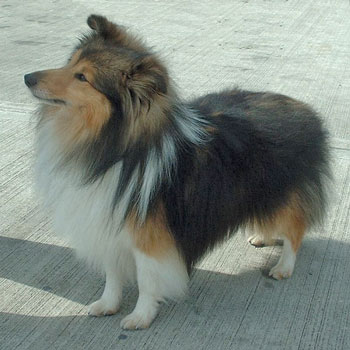Shetland Sheepdog