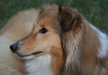 Shetland Sheepdog