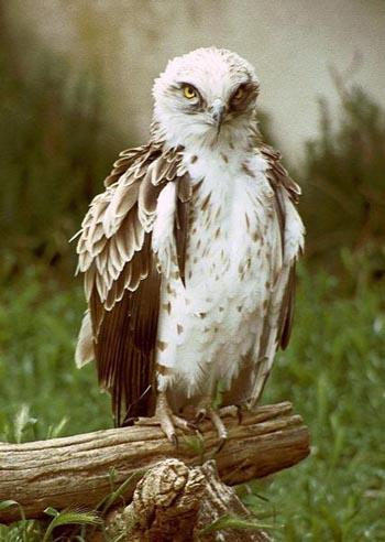 Short-Toed Eagle