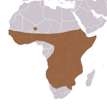 Slender Mongoose Range Map (Africa)