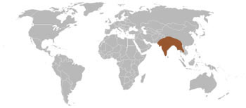 Small Indian Civet Range Map (S & S E Asia)