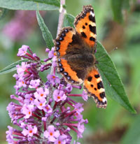 Small Tortoiseshell 