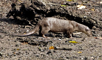 Smooth-Coated Otter