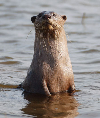 Smooth-Coated Otter