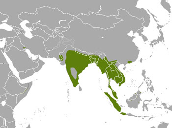 Smooth-Coated Otter Range Map (Asia)
