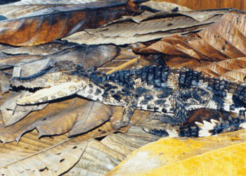 Juvenile Smooth-Fronted Caiman