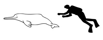 The size of a South Asian River Dolphin compared to an average human