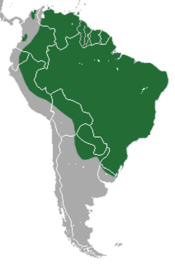 Southern Tamandua Range Map (South America)