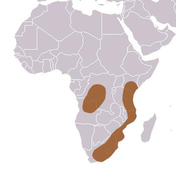 Southern Tree Hyrax Range Map (Africa)