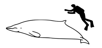 The size of a Sowerby's Beaked Whale compared to an average human