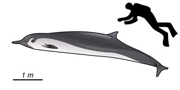 The size of a Spade-Toothed Whale compared to an average human