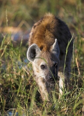 Spotted Hyena