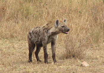 Spotted Hyena
