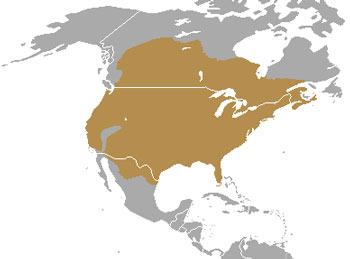 Striped Skunk Range Map (North America)