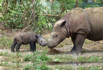 A Sumatran Rhinoceros with her 4 day old youngster