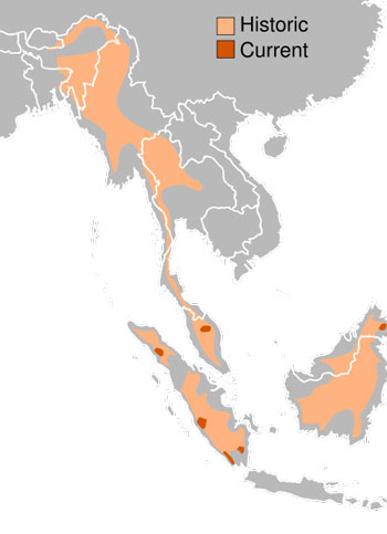 Sumatran Rhinoceros Range Map (S E Asia)