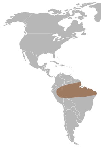 Surinam Toad Range Map (South America)