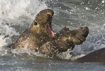 Male Northern Elephant Seals fighting for territory and mates