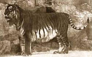 Caspian Tiger 