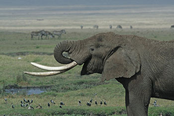 Tusks on an African Elephant